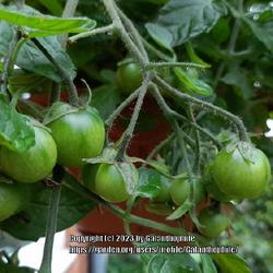 Location: Wallsend, Tyne and Wear, England UK 
Date: 2023-07-27
Solanum lycopersicum 'Tumbling Tom'