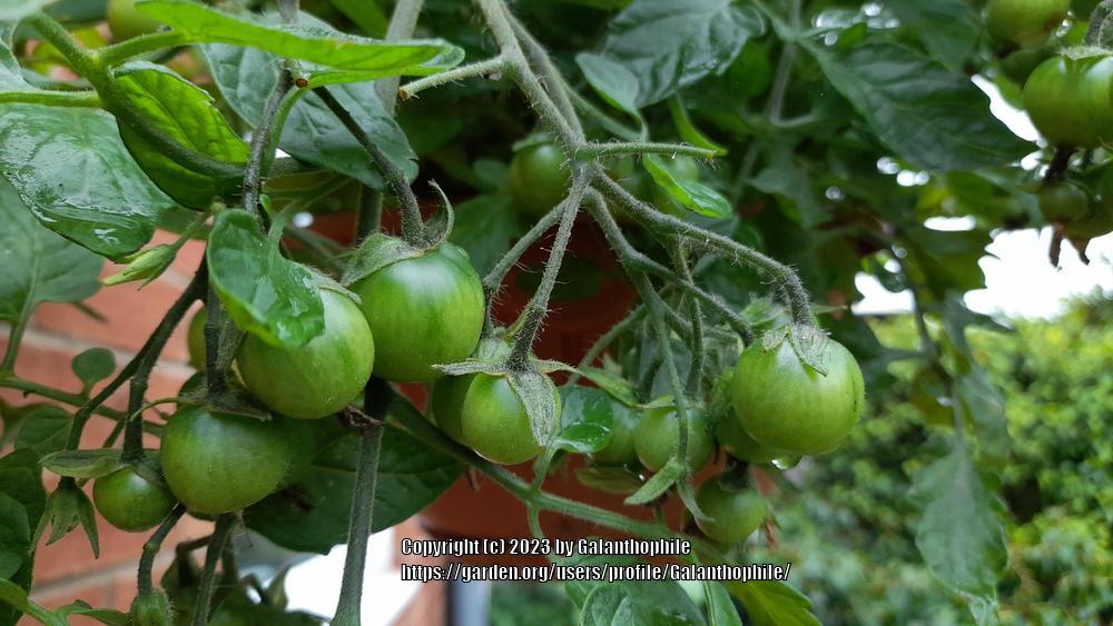Photo of Tomato (Solanum lycopersicum 'Tumbling Tom') uploaded by Galanthophile