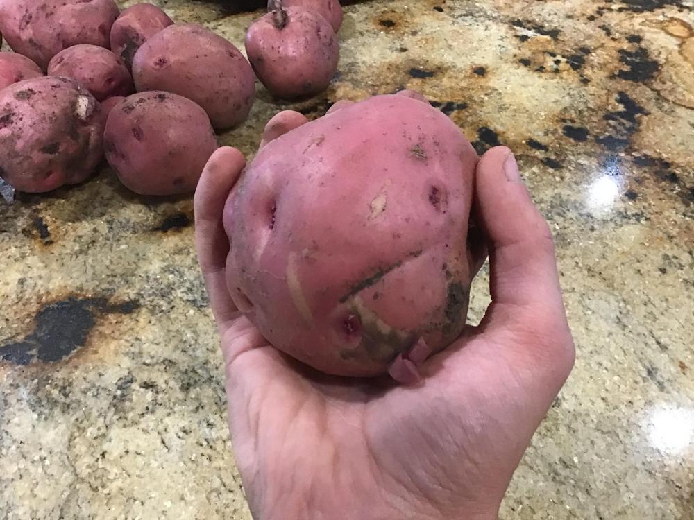 Photo of Potato (Solanum tuberosum 'Red Pontiac') uploaded by Johannian
