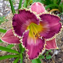 Location: Eagle Bay, New York
Date: 2023-07-24
Daylily (Hemerocallis 'Beebleberry Pie') in late morning