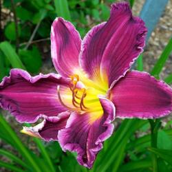 Location: Eagle Bay, New York
Date: 2023-07-25
Daylily (Hemerocallis 'Indian Giver') up close