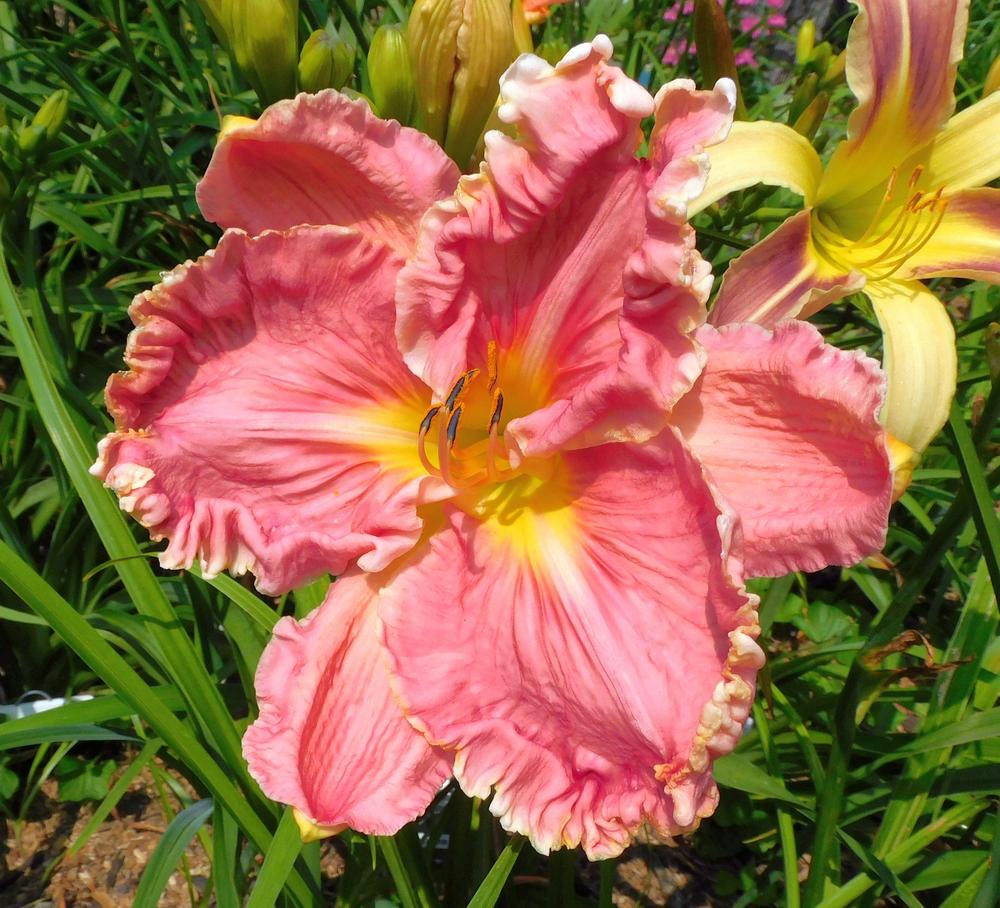 Photo of Daylily (Hemerocallis 'Embellished Pink') uploaded by adknative