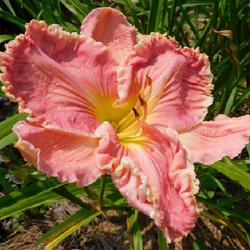 Location: Eagle Bay, New York
Date: 2023-07-26
Daylily (Hemerocallis 'Embellished Pink') lovely Sculpted Form - 