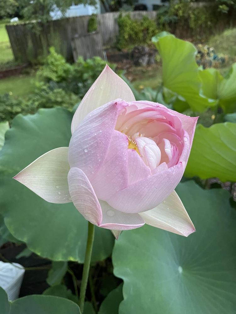Photo of Lotus (Nelumbo nucifera 'Pink Crane') uploaded by delicatustraba