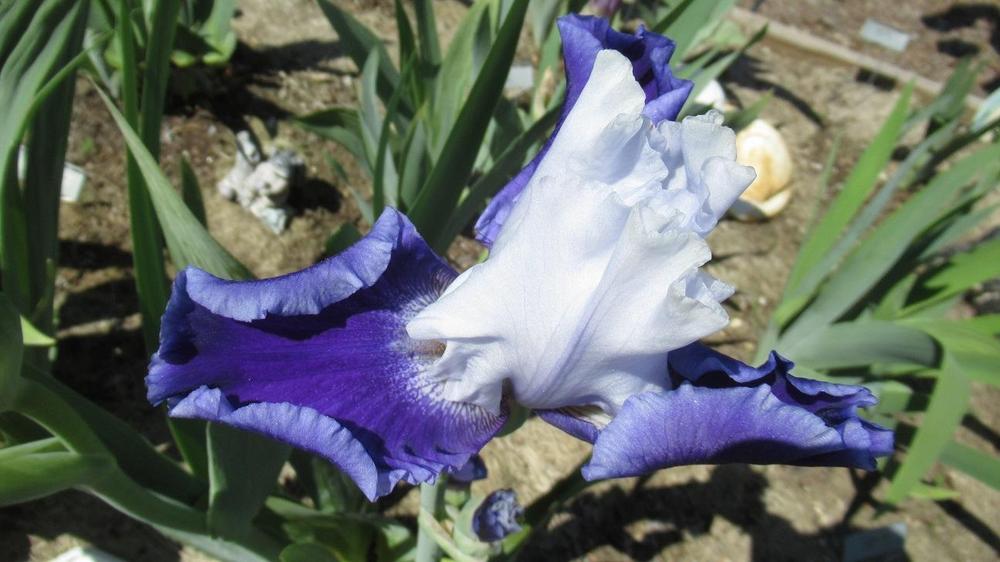 Photo of Tall Bearded Iris (Iris 'Snow Melt') uploaded by gardenglassgems
