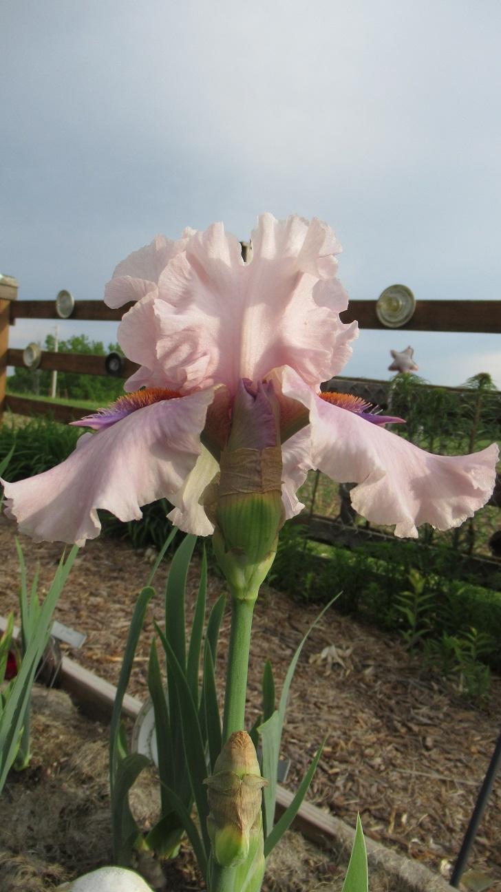 Photo of Tall Bearded Iris (Iris 'Awesome Alex') uploaded by gardenglassgems