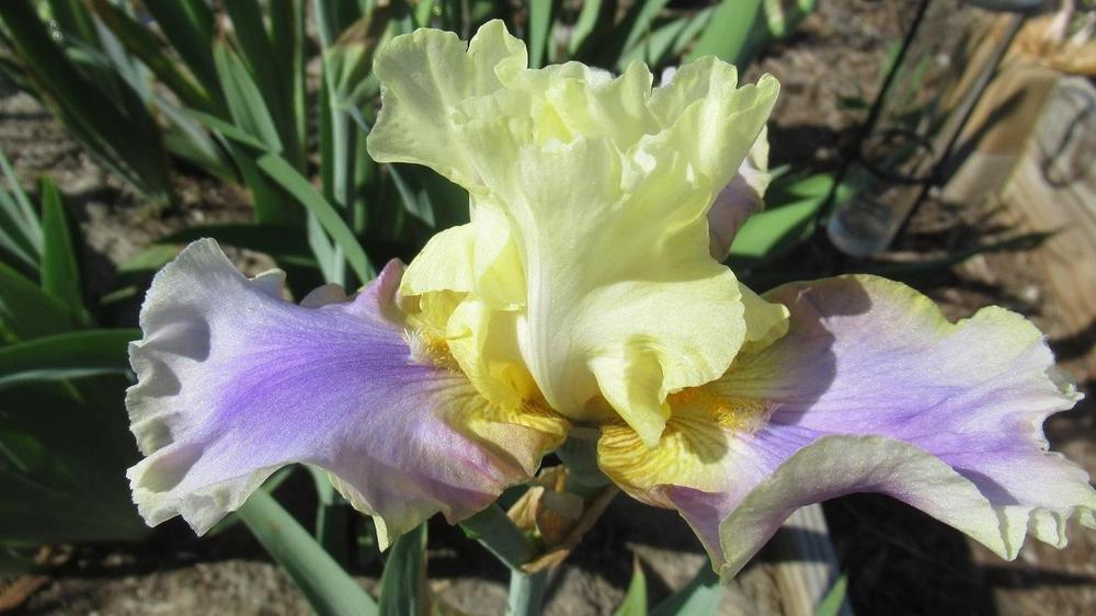 Photo of Tall Bearded Iris (Iris 'Carter Spring') uploaded by gardenglassgems