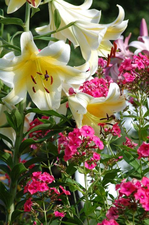 Photo of Lily (Lilium 'Conca d'Or') uploaded by pixie62560