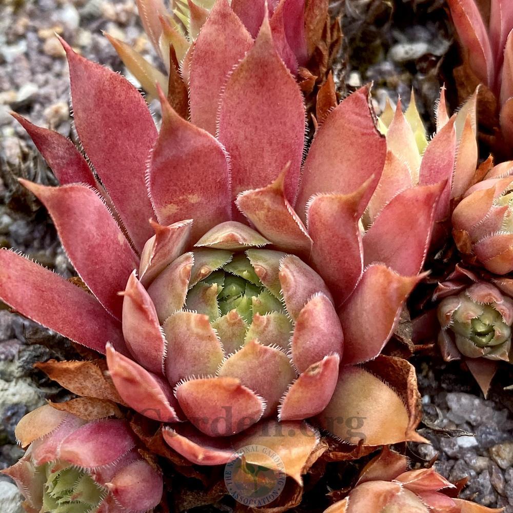 Photo of Hen and Chicks (Sempervivum 'Lipari') uploaded by springcolor