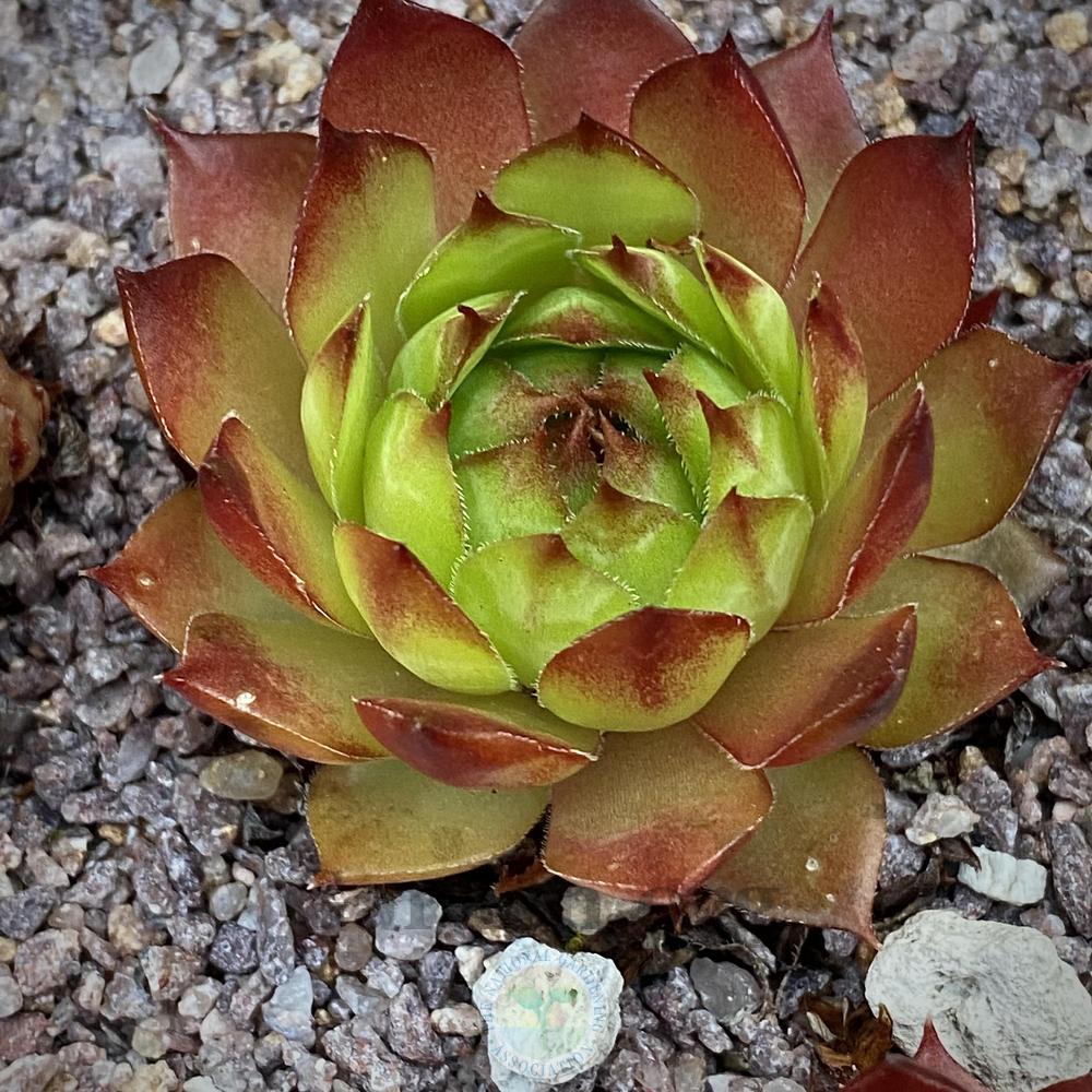 Photo of Hen and Chicks (Sempervivum 'The Big Easy') uploaded by springcolor