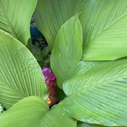 Location: My garden in Tampa, Florida
Date: 2023-07-28
One of my favorite curcuma, blooms yearly but prefers part shade.