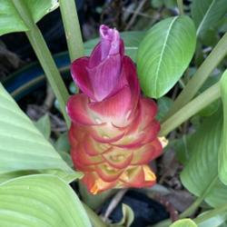 Location: My garden in Tampa, Florida
Date: 2023-07-26
Flower starting to emerge.