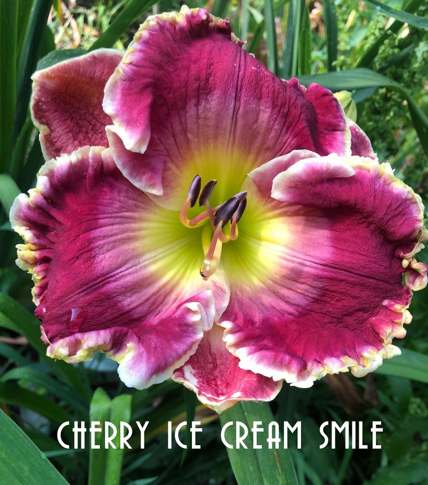 Photo of Daylily (Hemerocallis 'Cherry Ice Cream Smile') uploaded by gsdmoonshadow