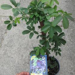 Location: Toronto, Ontario
Date: 2023-07-27
Five-Leaf Chocolate Vine (Akebia quinata).
