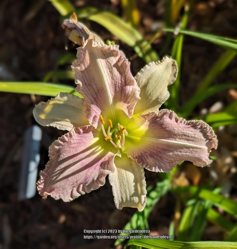 Photo of Daylily (Hemerocallis 'Silver Lavender Hiccups') uploaded by thegardendeva