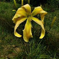 Location: Myersville, MD 21773
Date: 2023-07-29
This is an amazing daylily. Huge blooms, nice & tall. Nobody is g