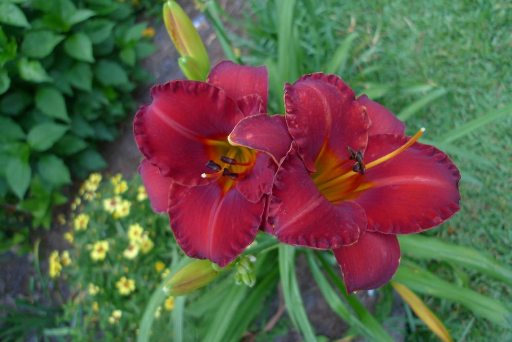 Photo of Daylily (Hemerocallis 'Caught Red Handed') uploaded by DeweyRooter