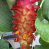 Also sold as ‘Orange Torch Ginger’