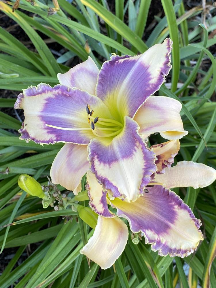 Photo of Daylily (Hemerocallis 'Master of Disguise') uploaded by Legalily