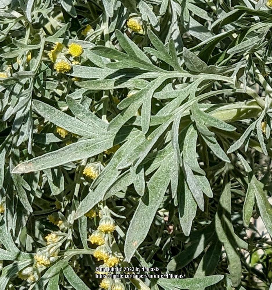 Photo of Absinthe (Artemisia absinthium) uploaded by NMoasis