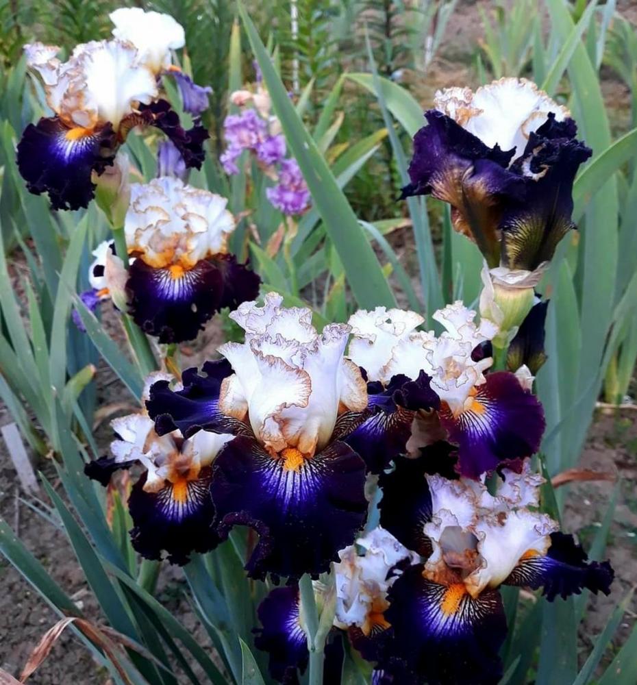 Photo of Tall Bearded Iris (Iris 'Reckless Child') uploaded by RebekaSara