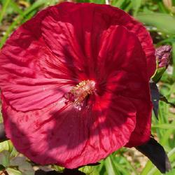 Location: Eagle Bay, New York
Date: 2023-07-23
Hybrid Hardy Hibiscus (Hibiscus 'Mars Madness') bloom, up close
