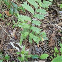 Location: Aberdeen, NC Pages Lake park (westside trail)
Date: July 31, 2023
Netted chain fern #11; RAB p.28, 12-1-1 (Synonym: Anchistea virgi