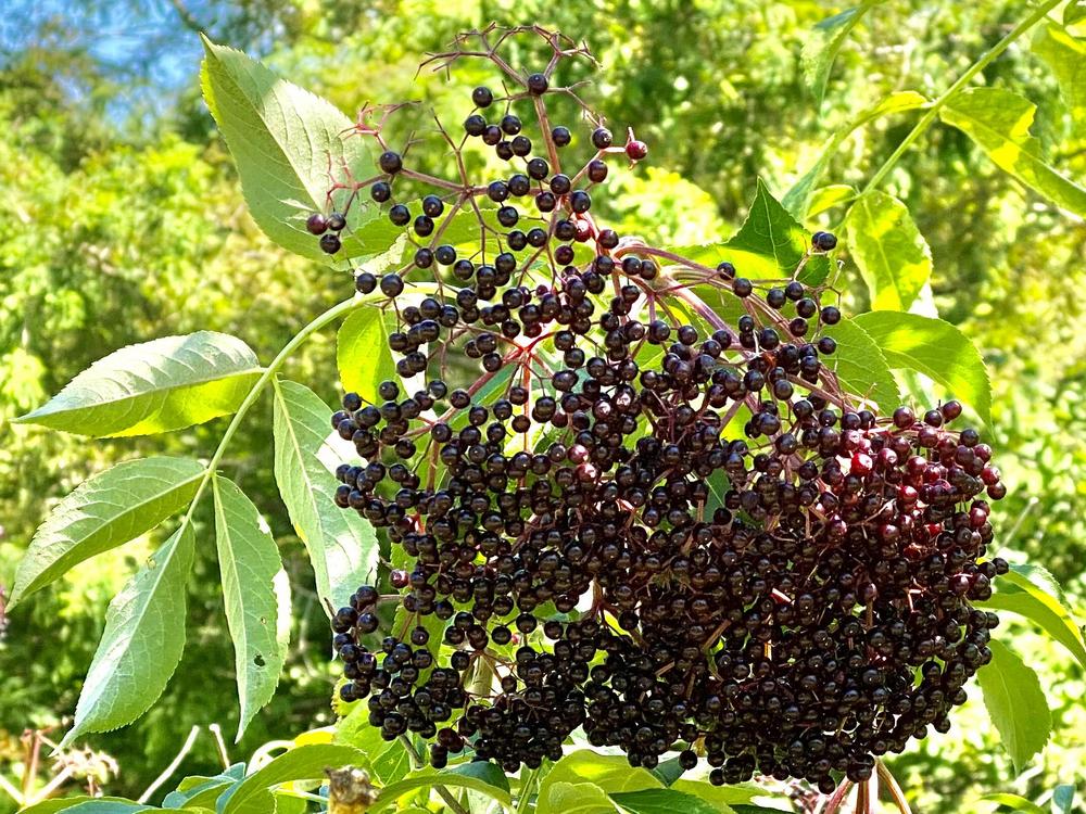 Photo of Elderberry (Sambucus nigra) uploaded by csandt
