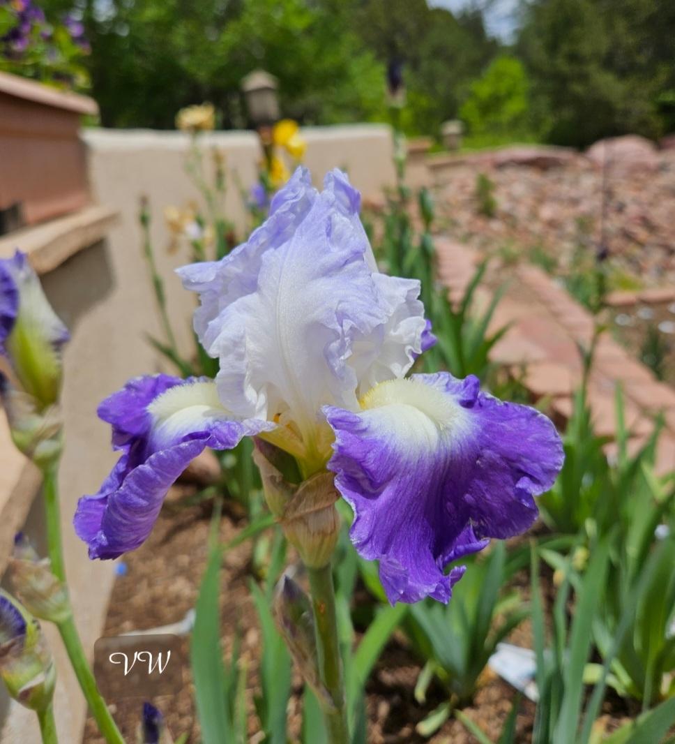 Photo of Tall Bearded Iris (Iris 'Clarence') uploaded by vwekamp