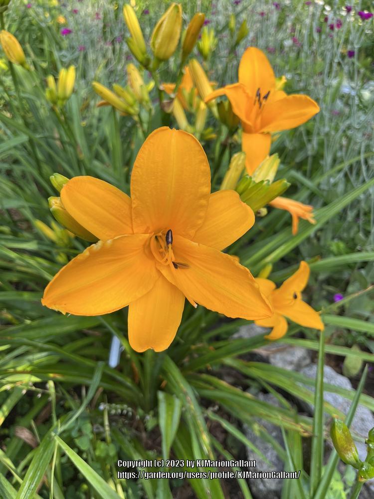 Photo of Daylily (Hemerocallis 'Orange Prelude') uploaded by KJMarionGallant