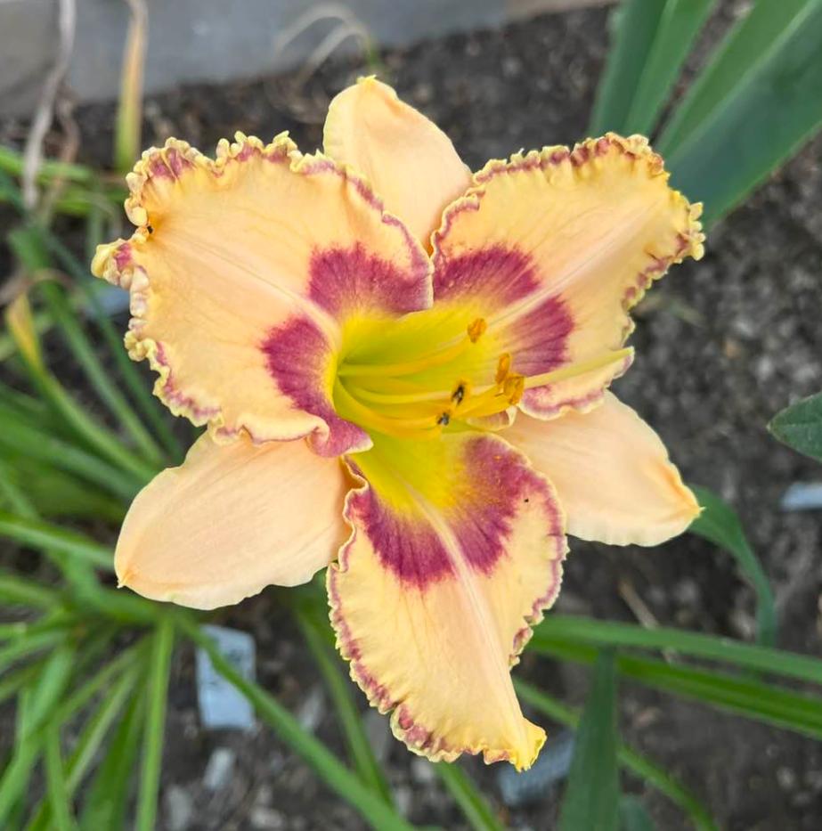 Photo of Daylily (Hemerocallis 'King of the Ages') uploaded by MaryDurtschi