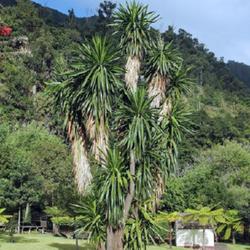 Location: Jardim do Grottes de Sao Vicente - Madeira
Date: 2023-04-17