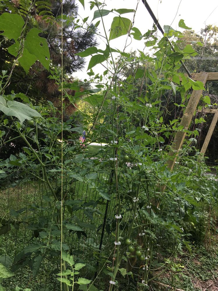 Photo of Tomato (Solanum lycopersicum 'Black Cherry') uploaded by antsinmypants