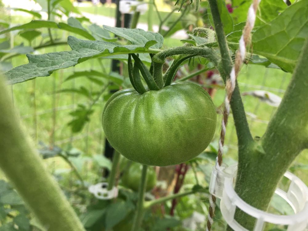 Photo of Tomato (Solanum lycopersicum 'Ananas Noire') uploaded by antsinmypants