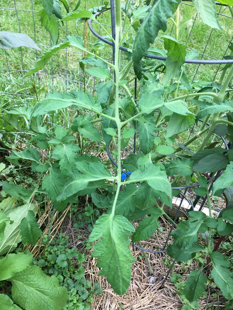 Photo of Tomato (Solanum lycopersicum 'San Marzano Redorta') uploaded by antsinmypants