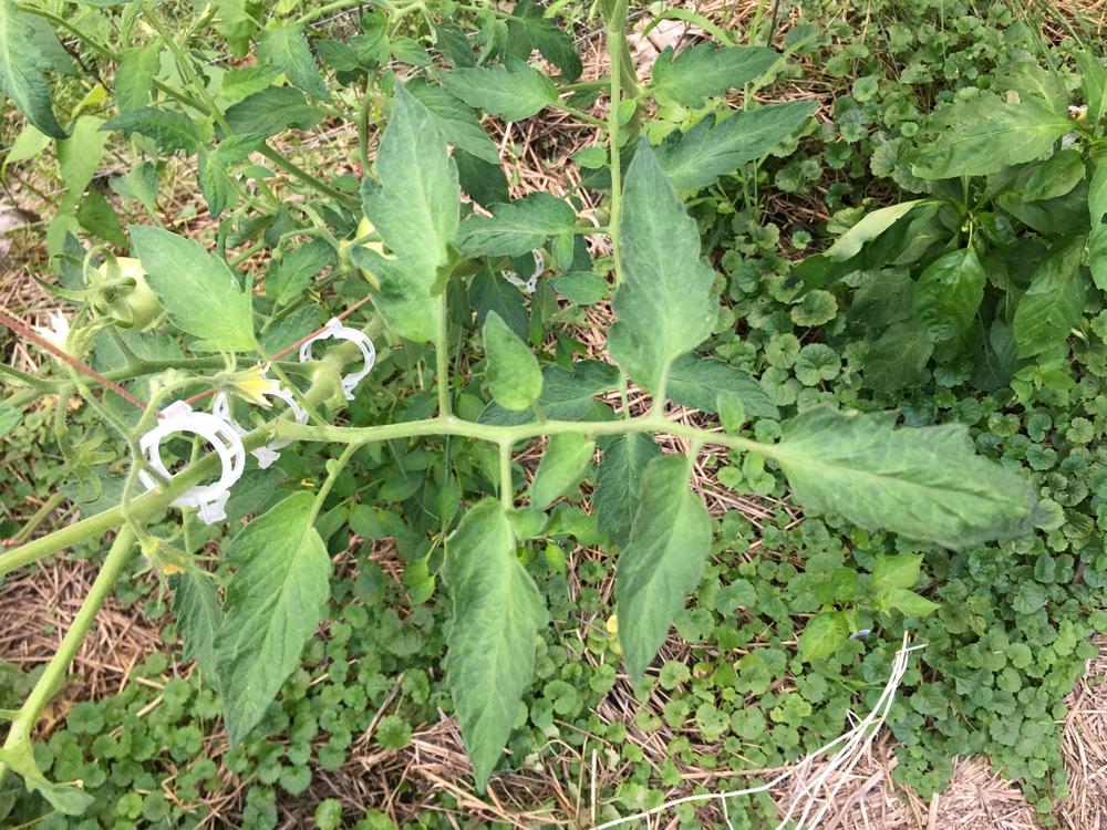 Photo of Tomato (Solanum lycopersicum 'Ace 55') uploaded by antsinmypants