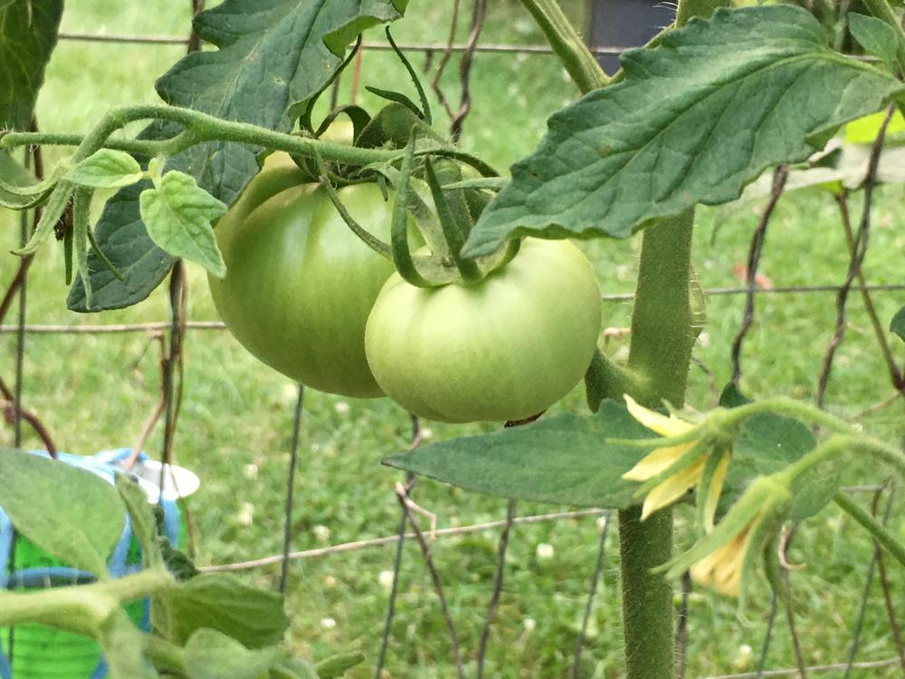 Photo of Tomato (Solanum lycopersicum 'Ace 55') uploaded by antsinmypants