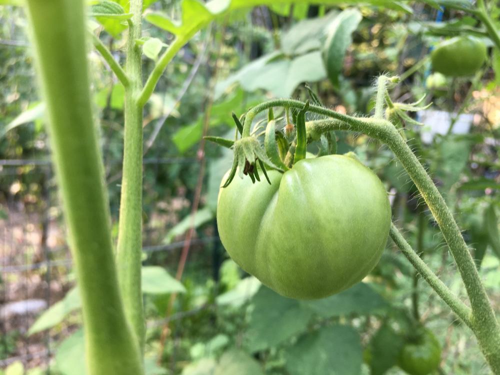 Photo of Tomato (Solanum lycopersicum 'Kellogg's Breakfast') uploaded by antsinmypants