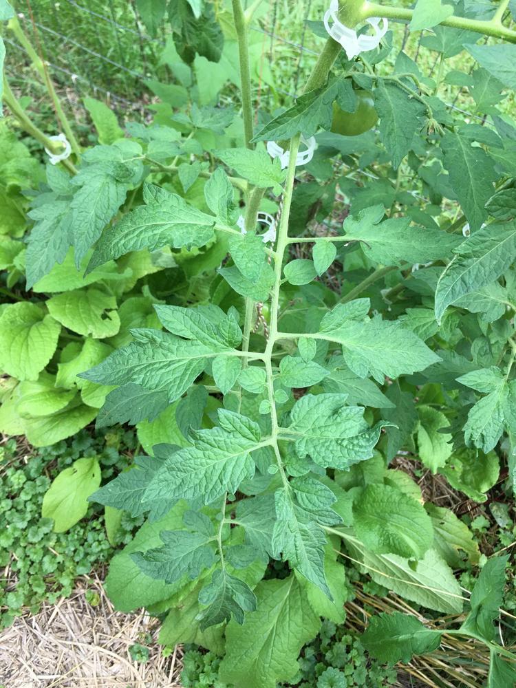 Photo of Tomato (Solanum lycopersicum 'Ananas Noire') uploaded by antsinmypants