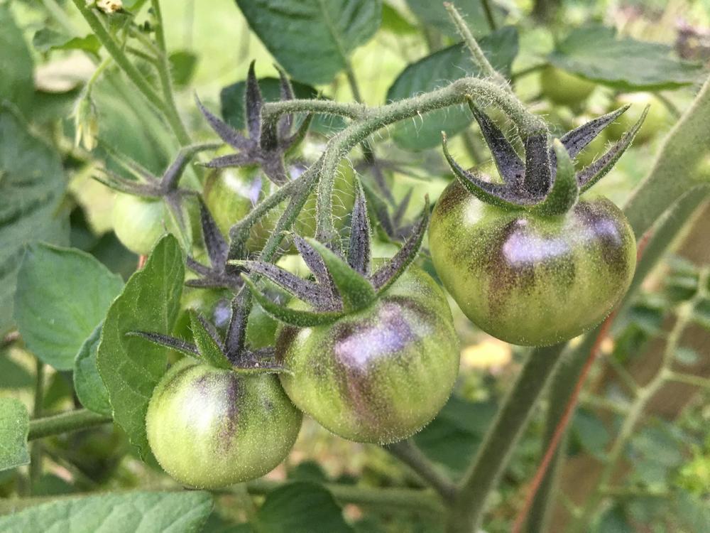 Photo of Tomato (Solanum lycopersicum 'Wagner Blue Green') uploaded by antsinmypants