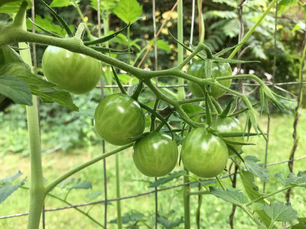 Photo of Tomato (Solanum lycopersicum 'Black Cherry') uploaded by antsinmypants