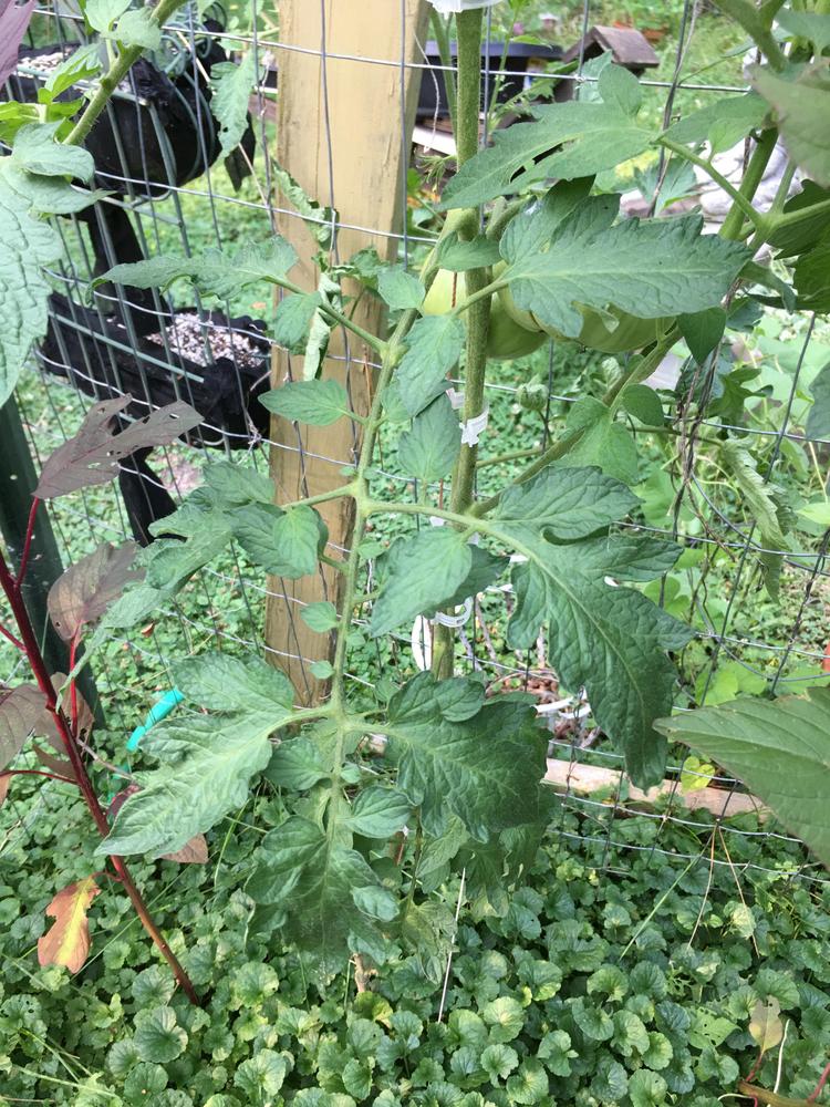 Photo of Tomato (Solanum lycopersicum 'Pineapple') uploaded by antsinmypants