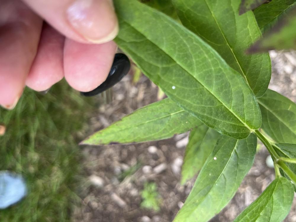 Photo of Swamp Milkweed (Asclepias incarnata) uploaded by cwhitt