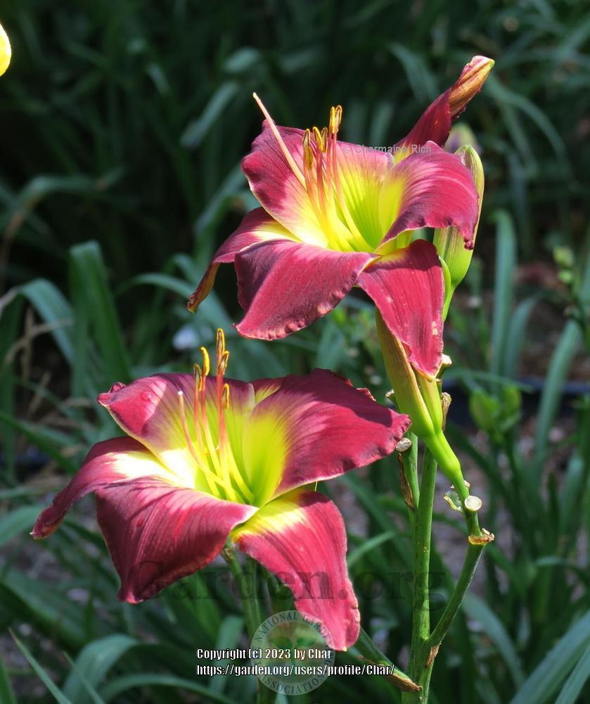 Photo of Daylily (Hemerocallis 'Building the Colossus') uploaded by Char