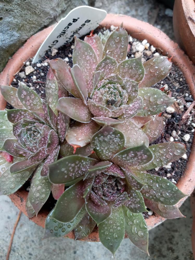 Photo of Hen and Chicks (Sempervivum 'Pacific Clydesdale') uploaded by GentianGrower