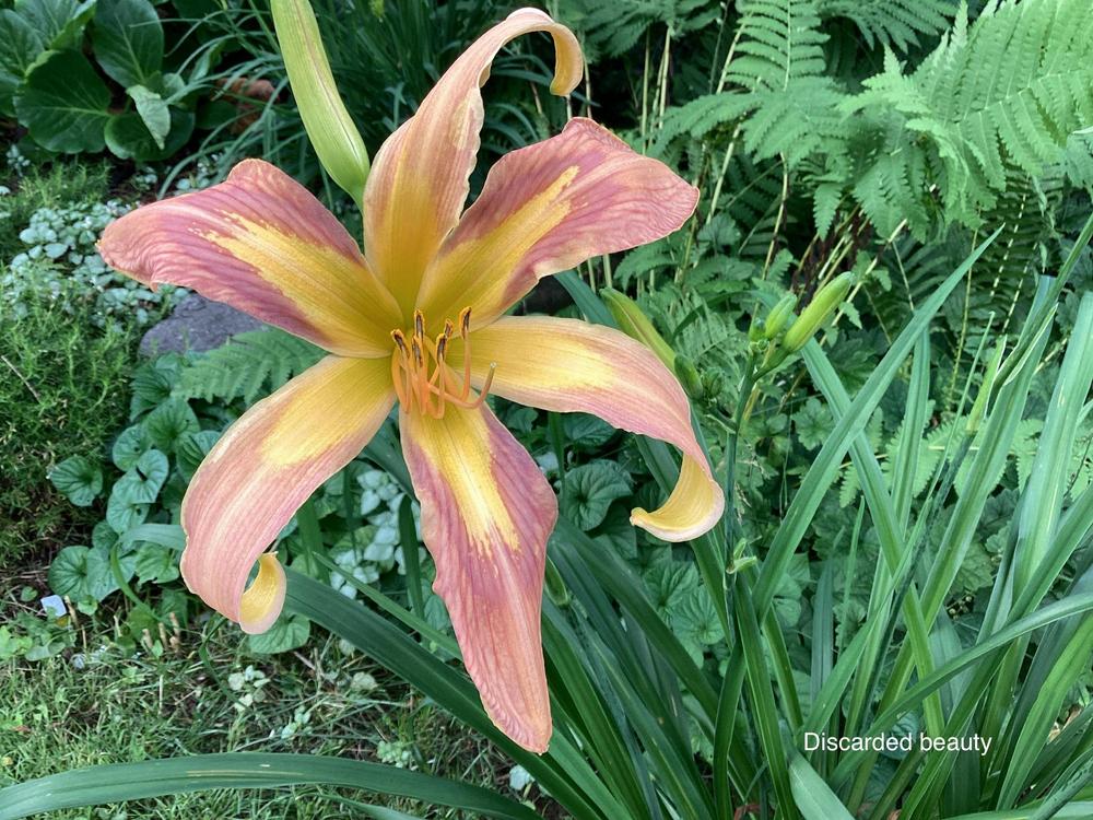Photo of Daylily (Hemerocallis 'Discarded Beauty') uploaded by Gribouille17