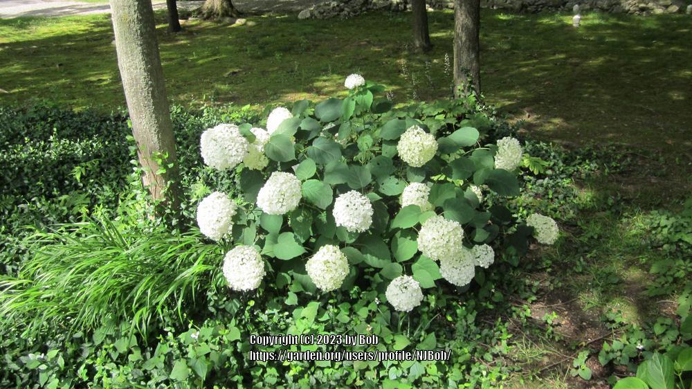 Photo of Smooth Hydrangea (Hydrangea arborescens 'Annabelle') uploaded by NJBob
