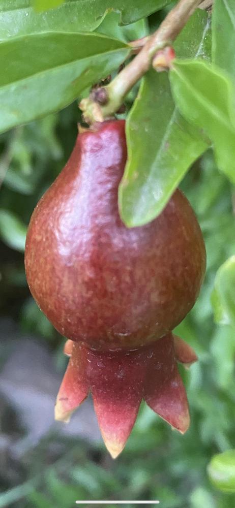 Photo of Hardy Pomegranate (Punica granatum 'Salavatski') uploaded by SpringGreenThumb