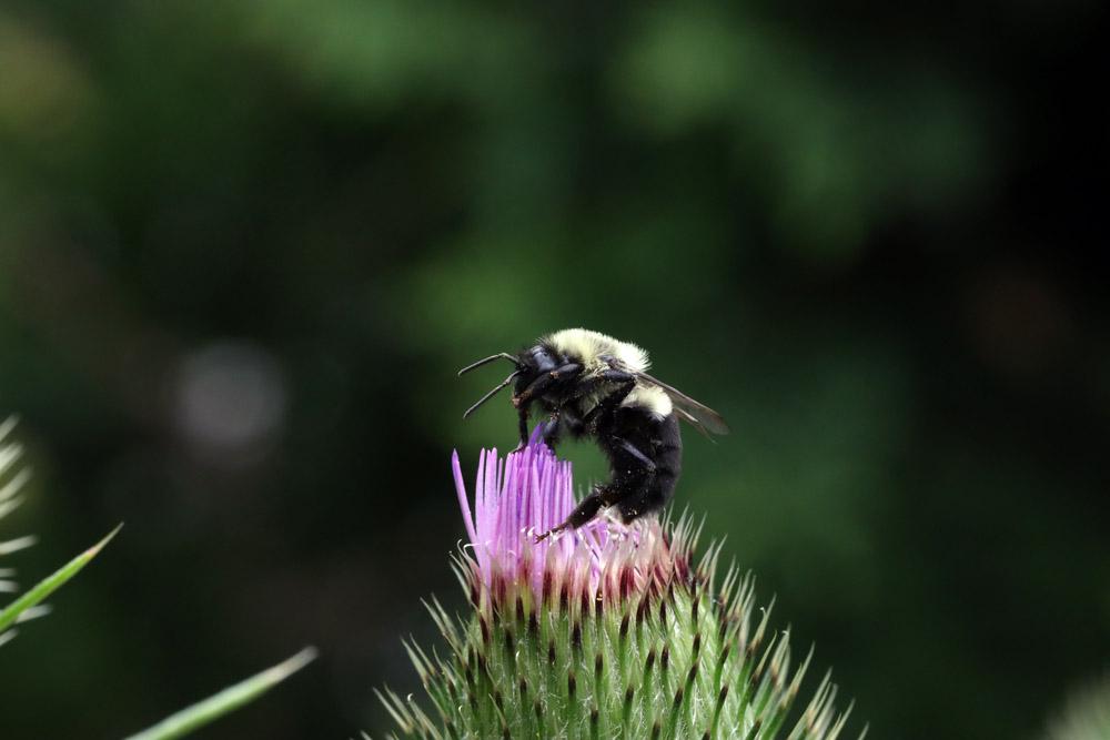 Photo of Thistle (Cirsium) uploaded by delirow