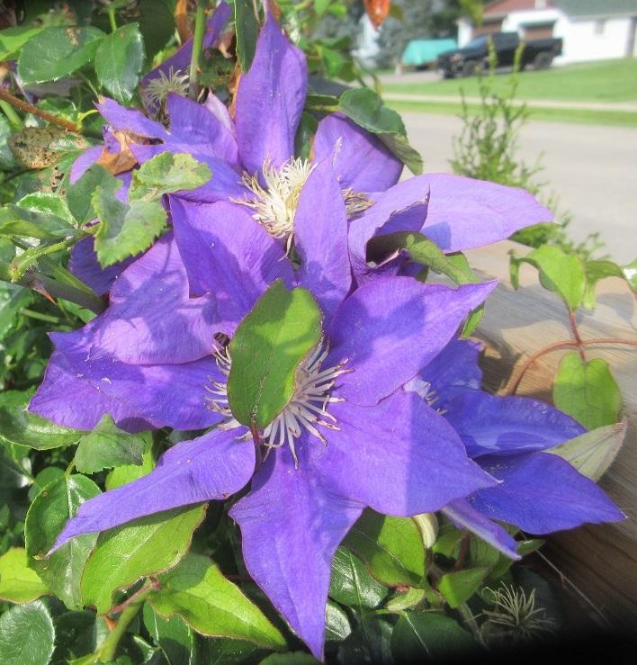 Photo of Clematis 'H.F. Young' uploaded by janelp_lee